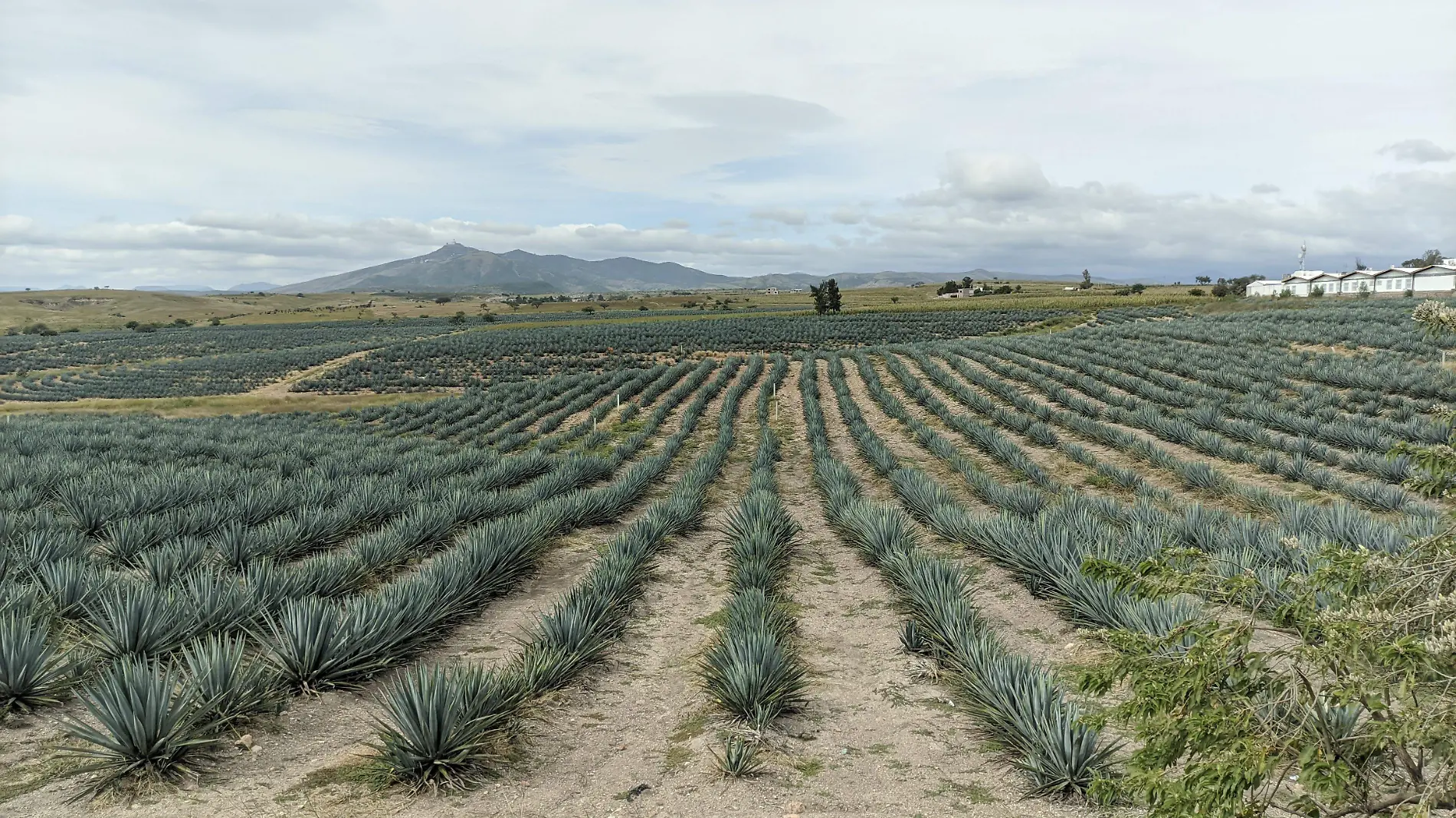 REFORMAS PARA REGULAR PRODUCCIÓN DE AGAVE ESPERARÁN SUBIR AL PLENO (2)